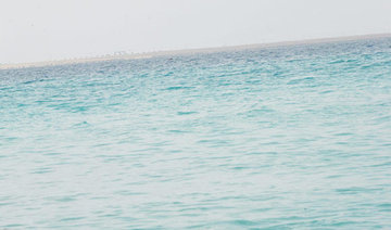Playful dolphins, jumping sardines on Qamah Island amaze tourists