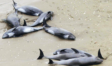 Nearly 150 dolphins feared dead after beaching in Japan