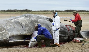 Nearly 30 sperm whales wash up and die on N. Sea beaches