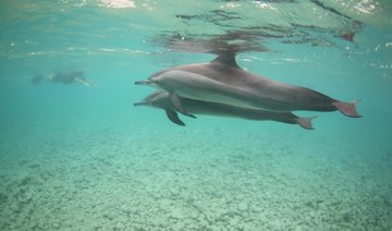 Ten dolphins rescued off Saudi Arabia’s Red Sea coast