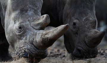 Poachers break into Paris zoo, shoot young rhino