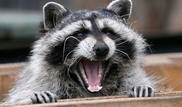 Russian zoo sues ad agency for ‘traumatizing’ raccoon in racy photo shoot