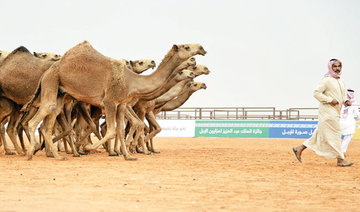 World’s biggest camel fest to attract about 2 million visitors