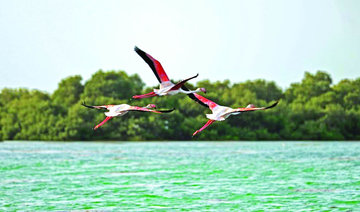 Al-Birk: Saudi islands dot the Red Sea with virgin nature
