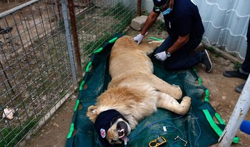 Mosul zoo lion, bear flown out of Iraq in rescue mission