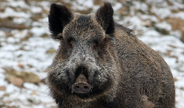 Wild boars slay three Daesh militants