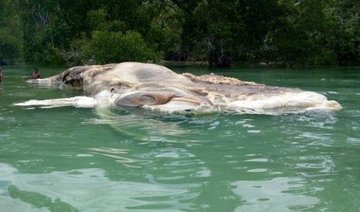 Watch: Giant mystery sea creature washes up on Indonesian beach