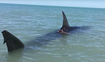 Massive great white shark filmed swimming into shallow waters