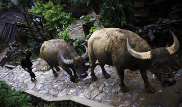 Vietnam buffalo fight suspended after animal kills owner