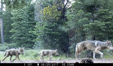 2nd pack of gray wolves spotted in Northern California