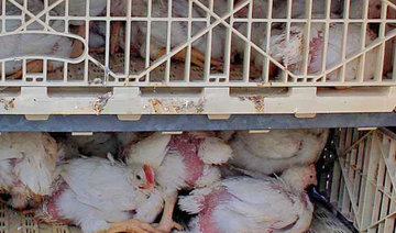 Saudi Arabia bans poultry imports from Zimbabwe after bird flu outbreak