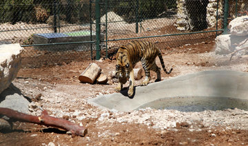 Lions, tigers, from Aleppo evacuated to Jordan