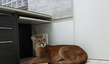 Love office cats? Then try a wild puma