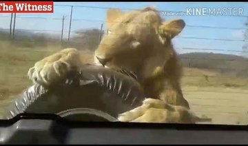Watch: Lion jumps on safari car, chews tire like a ‘play toy’ as visitors flee