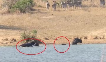 VIDEO: Wildebeest apparently rescued from crocodile by hippos, but is that really what happened?