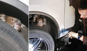 Koala survives 16 km drive trapped under 4WD