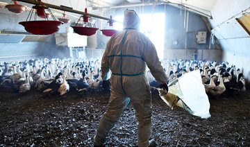Bird flu pours new misery on Dutch poultry farmers