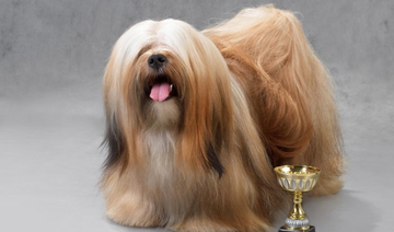 Jeddah’s criminal court clears dog beauty pageant organizers