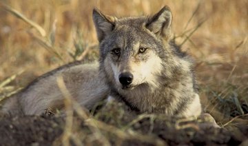 Scientists find blood molecule that attracts wolves, repels humans