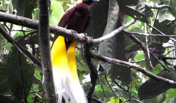 Saving Indonesia’s birds-of-paradise one village at a time