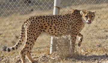 Iran moves to save last ‘mascot’ Asiatic cheetahs