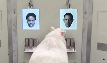 Baa-rack! Sheep recognize Obama from photo