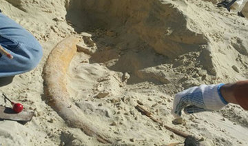 Mammoth remains found in Nafud Desert