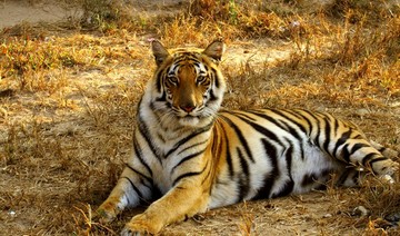 Bangladesh striving to save endangered Bengal tigers
