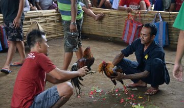 Volcanic eruptions no match for cockfighting, Bali-style