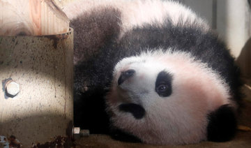Baby panda makes press debut at Japan zoo