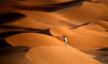 Oman opens sprawling oryx reserve to ecotourists ahead of new tourism push