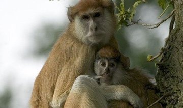 13 monkeys die in fire at UK safari park attraction