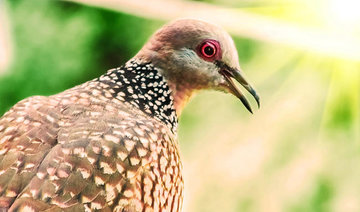 Saudi Arabia bans hunting of migratory birds to combat avian influenza