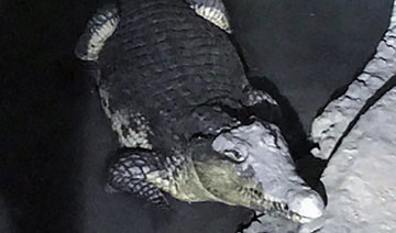 Russian police face an unexpected crocodile in basement