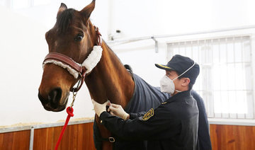 Saudi Arabia bans import of equines from France after anemia infection outbreak