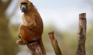 Paris Zoo visitors evacuated after 4 baboons escaped