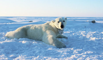 Climate change diet: Arctic sea ice thins, so do polar bears
