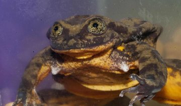 Bid to find a Valentine for Romeo, world’s ‘loneliest frog’