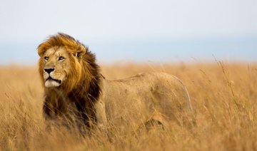Suspected poacher eaten by lions in South Africa
