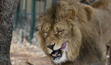 Two lions saved from Mideast wars head to South Africa refuge