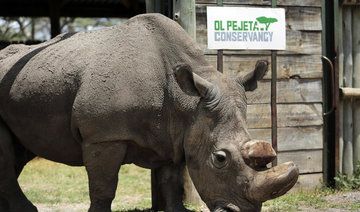 Sudan, the world’s last male northern white rhino, dies aged 45 