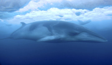 Researcher captures striking Antarctic video of minke whale