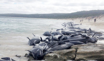 Australian volunteers save 5 of over 150 stranded whales