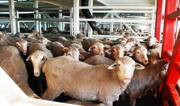 Saudi farm saves New Zealand’s sheep dairy industry from crisis