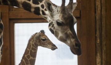 Baby giraffe born in Belgium