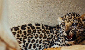 Saving the Arabian leopard would fulfill a dream