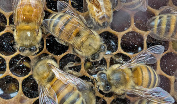 Sugar gives bees a happy buzz: study