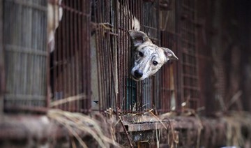 South Korean kills neighbor’s dog, invites him to share meat