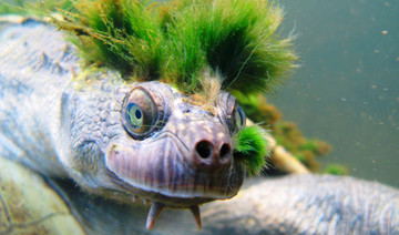 Endangered reptile: Australia’s ‘punk turtle’ risks being last of the Mohicans