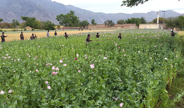 Grow vegetables not poppies, authorities urge locals after destroying opium crop